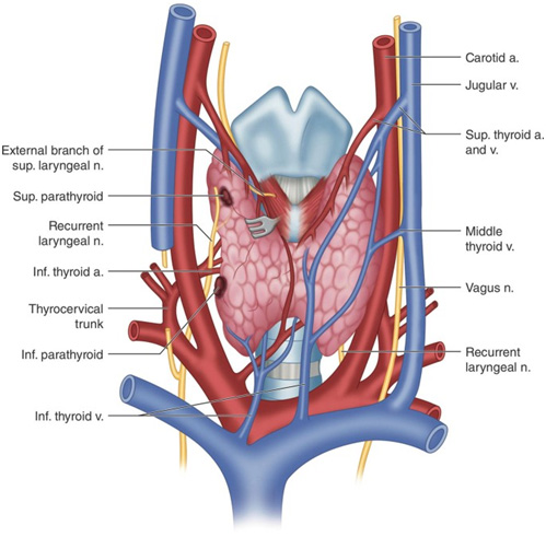 anatomia thyroeidous