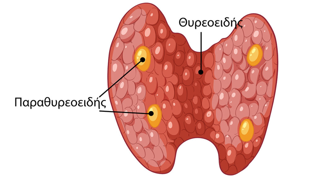 protopathis parathyroidismos
